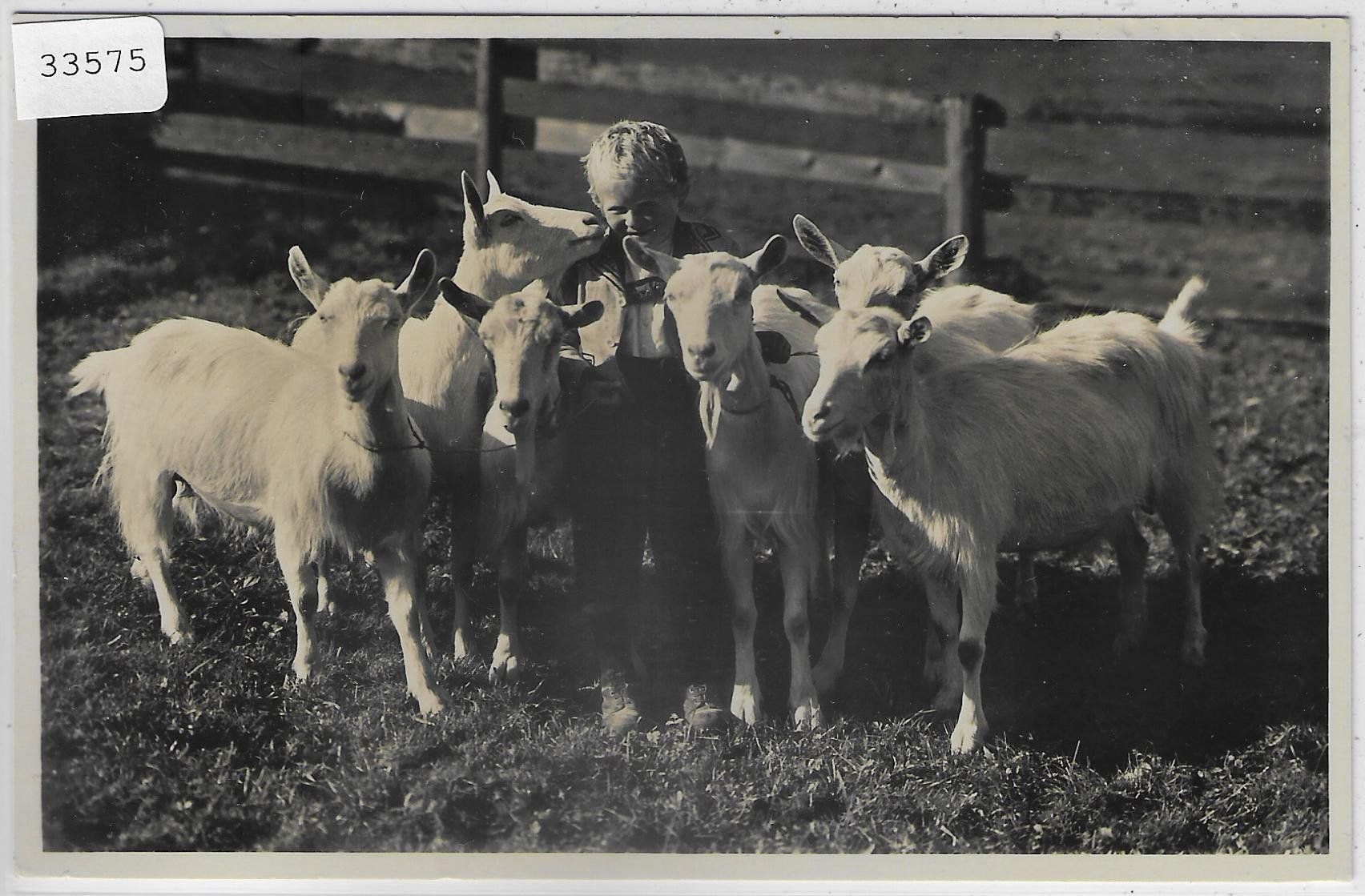 Cartoline postali: Knabe mit Ziegen chevres goat – Usato da Ettingen venduto da Kartenplanet