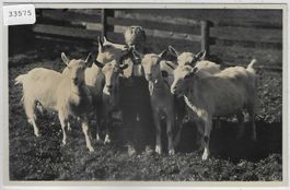 Knabe mit Ziegen chevres goat