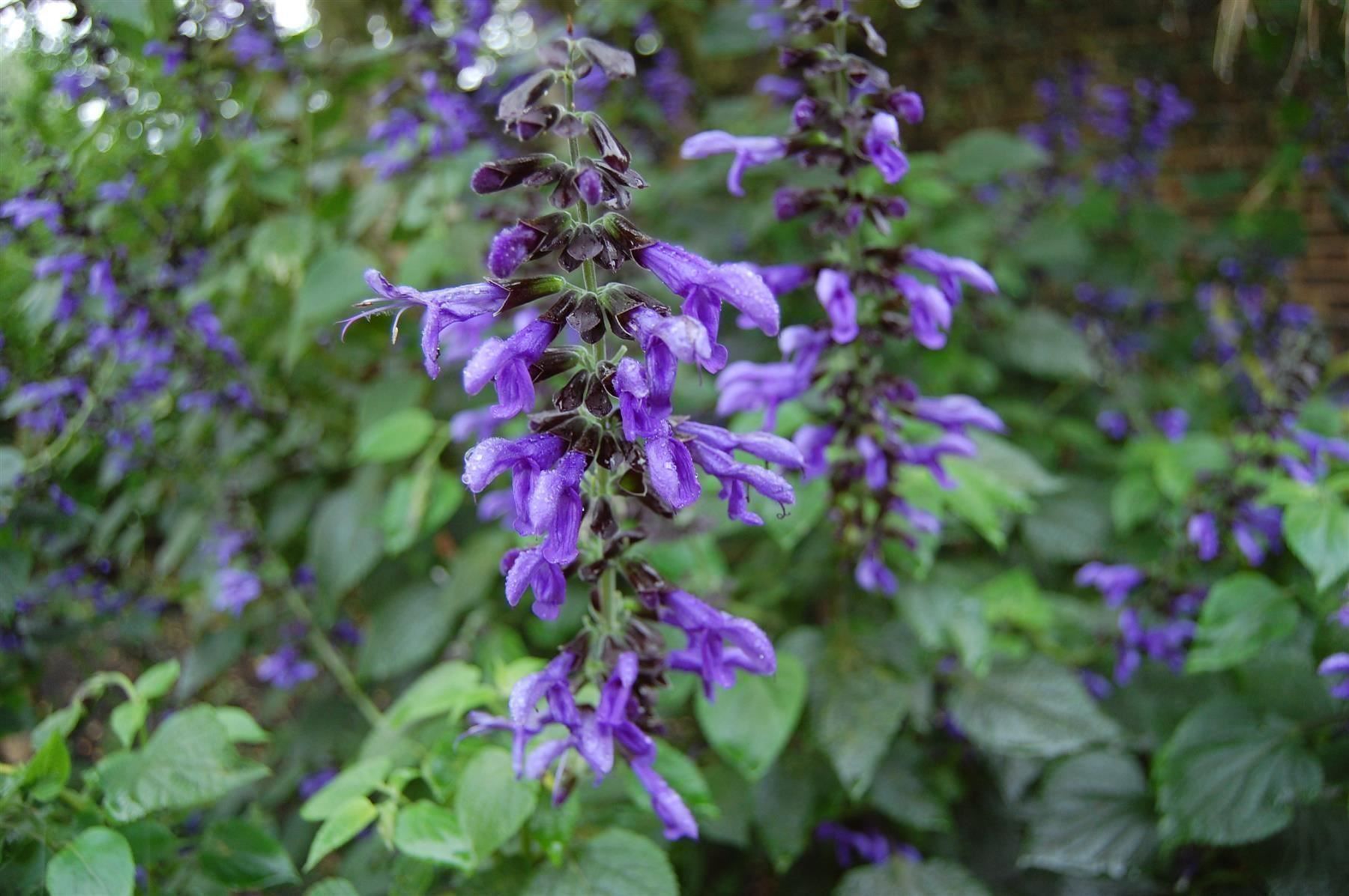Piante & sementi: Salvia guaranitica - eine Pflanze! – Nuovo (secondo la descrizione) da Steffisburg venduto da Petroselium