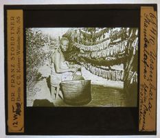 Glasdia Tansania / Usambara: Trocknen von Bananen, um 1915
