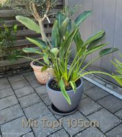 Königs-Strelitzie (Strelitzia reginae)