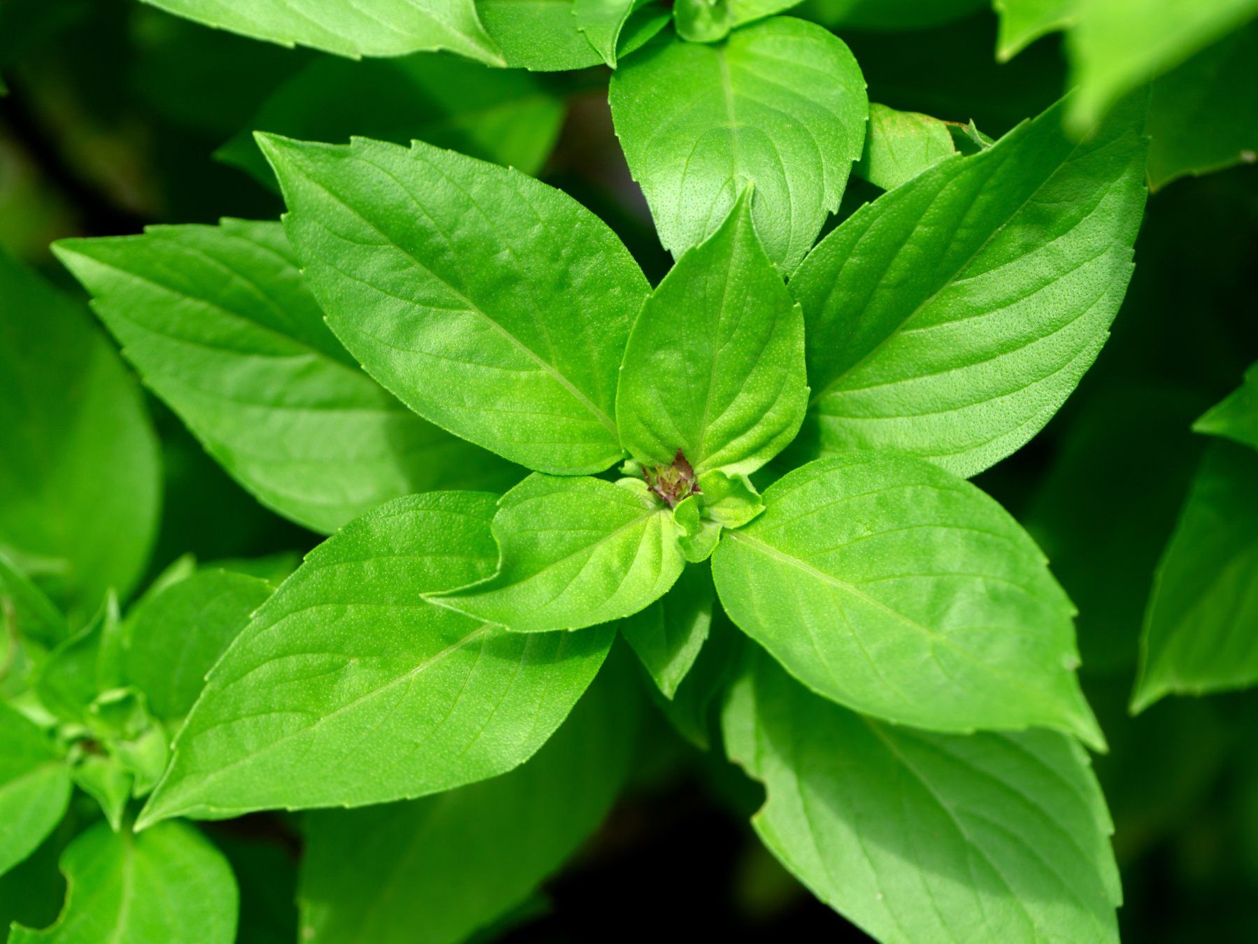 Pflanzen & Samen: Zitronen Basilikum 💚, zitroniger Genuss, 40 Bio Samen – Neu und originalverpackt aus Niederglatt ZH von yellow_marshmellow