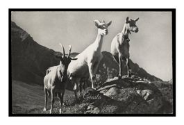 CHÈVRES - 1955 "Leysin A. Deriaz"