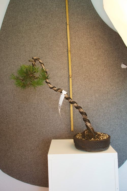 pinus sylvestris Literat Bonsai (D'occasion)  Suhr pour CHF 150  retrait  uniquement | Acheter sur Ricardo