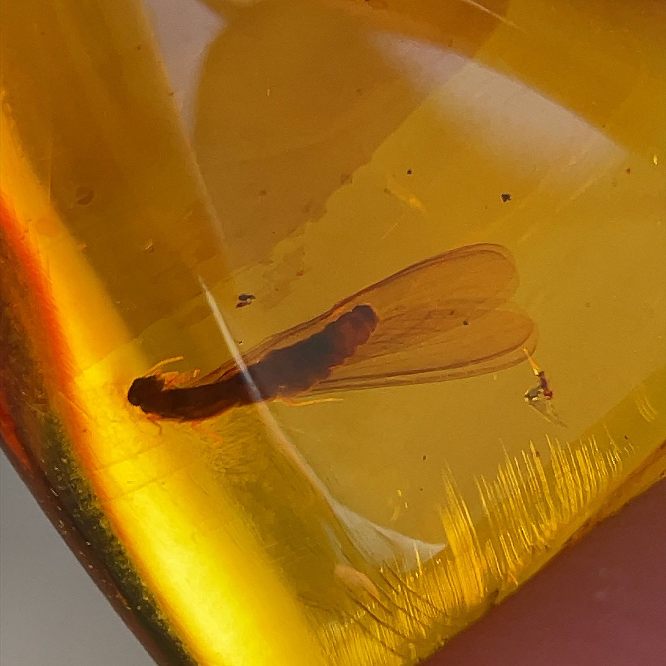 Pietre preziose: Amber with Insect Inclusion (Mexico) – Nuovo (secondo la descrizione) da Zürich venduto da fair-gems 2