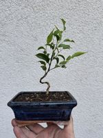 Kleiner Ficus Bonsai für drinnen im Topf