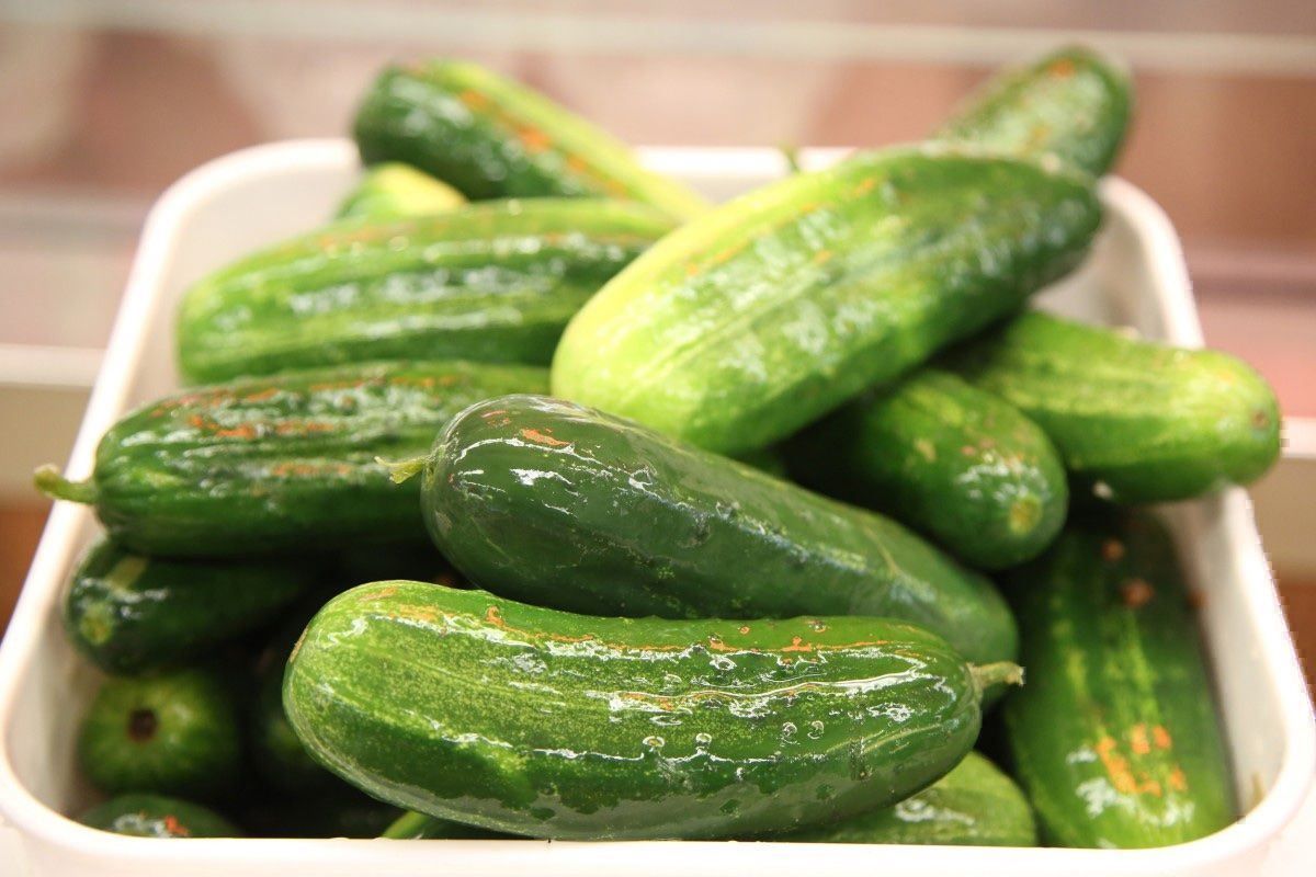 Piante & sementi: 30 Samen Gurke HOMEMADE PICKLES – Nuovo (secondo la descrizione) da Ehrendingen venduto da VerveinaSamen 3