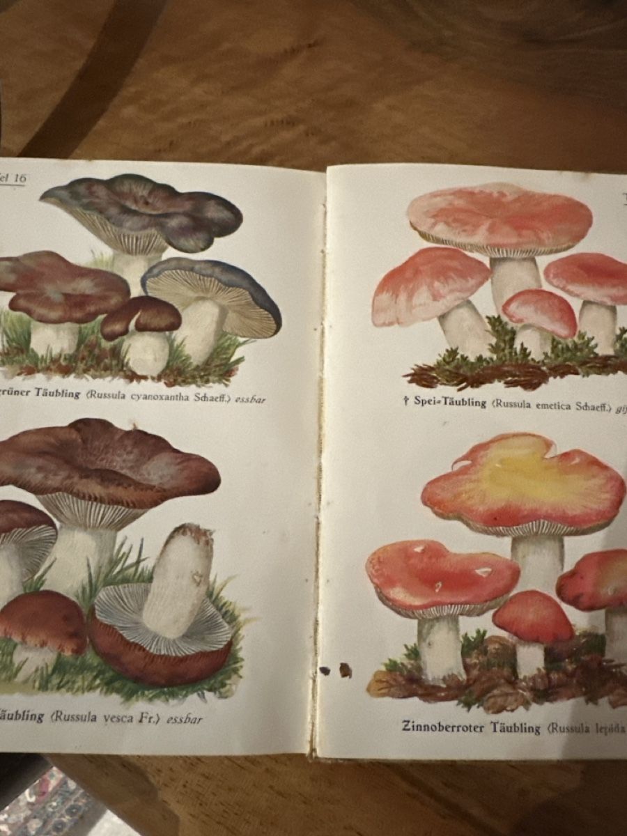 Livres: Schweizer Pilze E. Habersaat – D'occasion à S. Antonino par Swissbutler 3