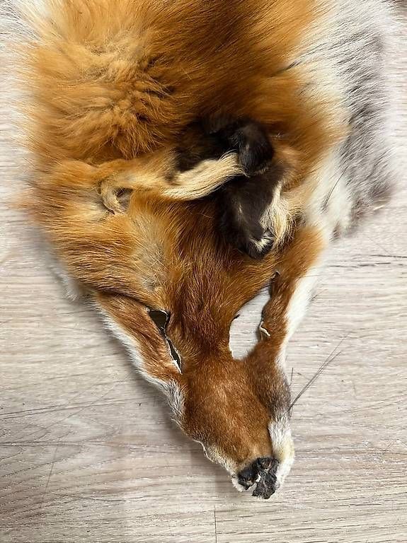Il mondo degli animali: Vintage Rotfuchs Echtfell Ganzfell mit Schweif – Usato da Obernau venduto da Arche_Noah_Brocki 3