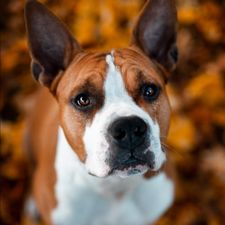 Profile image of SamLegend