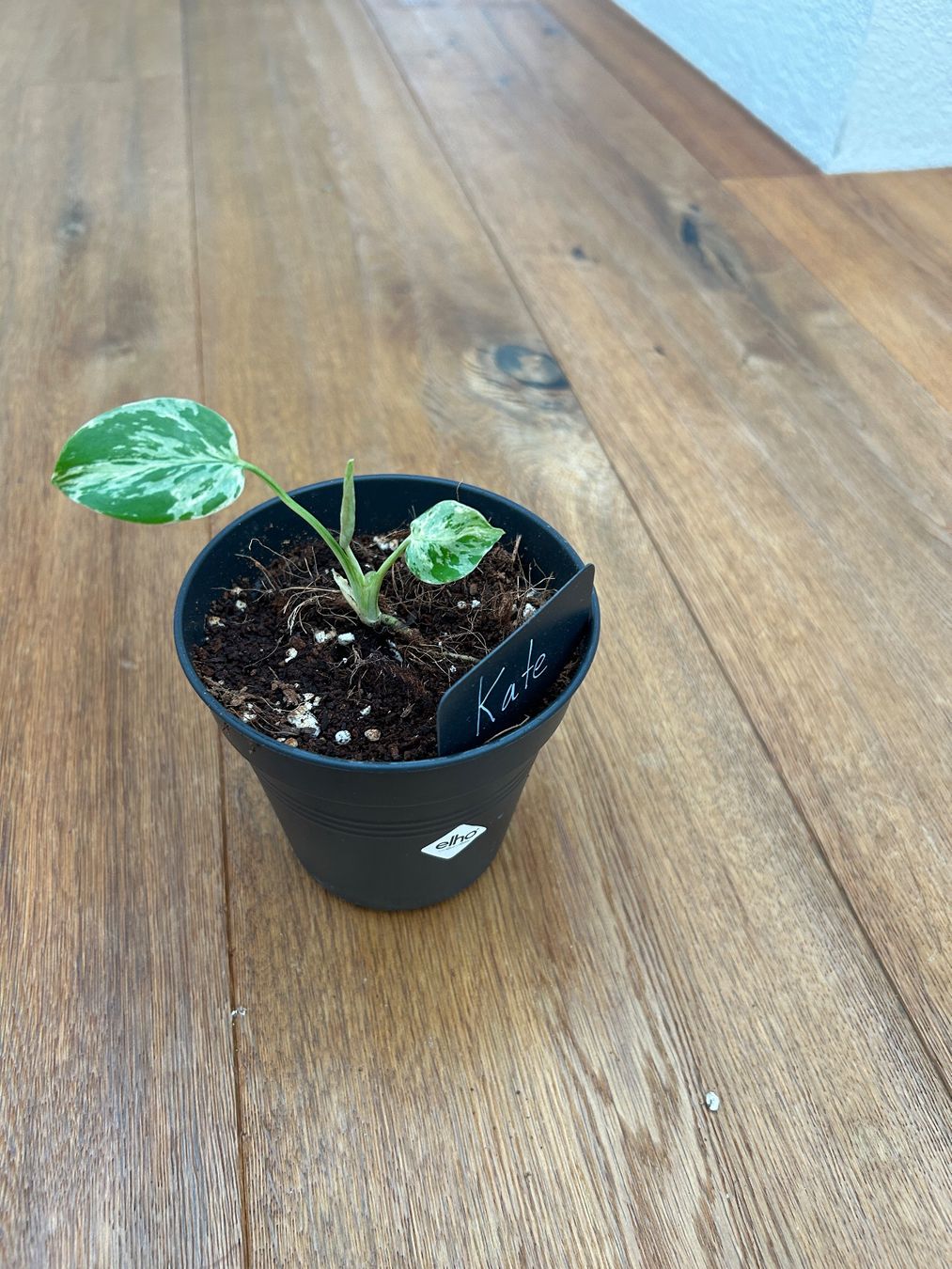 Piante & sementi: Monstera Bulbasur💚 – Nuovo e nell'imballaggio originale da Wattwil venduto da Mikesplantshop 3