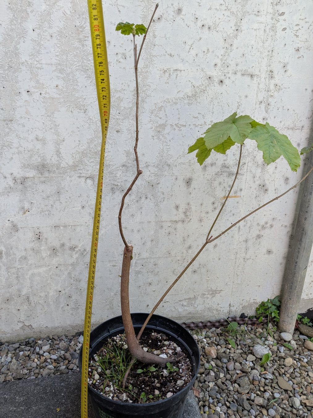 Piante & sementi: Bonsai Rohmaterial ab CHF 9: Bergahorn – Usato da Bern venduto da Hydrom 3