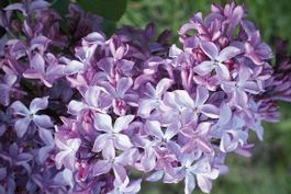 Edelflieder busch Jungpflanze viola