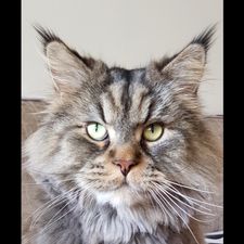 Profile image of 2953