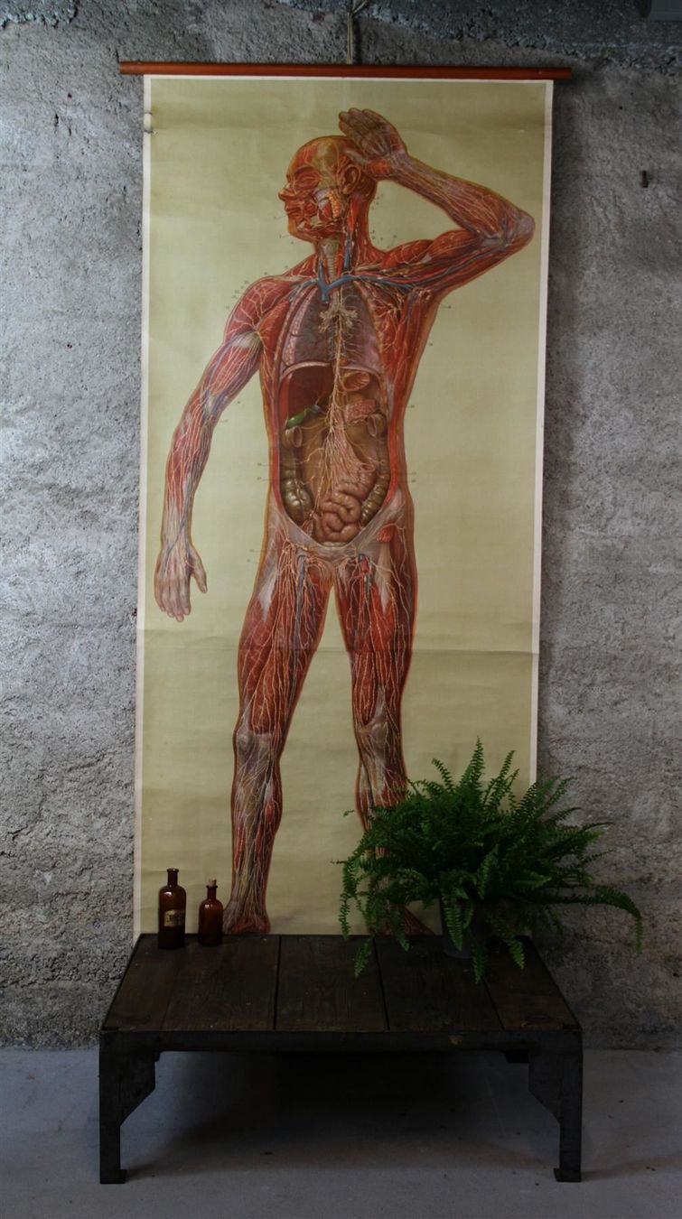 Foto & Immagini: Schulwandbild "Lymphgefässe" 200x91 cm – Usato da Birrwil venduto da brandschatz_birrwil 9