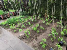 Rankhilfe/Tomatenhaken JUTE ca. 5 METER (20 Stück)