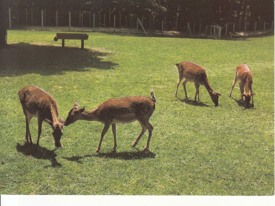 Cartoline postali: Zofingen ca. 1970 – Usato da Bürglen TG venduto da StampGraf