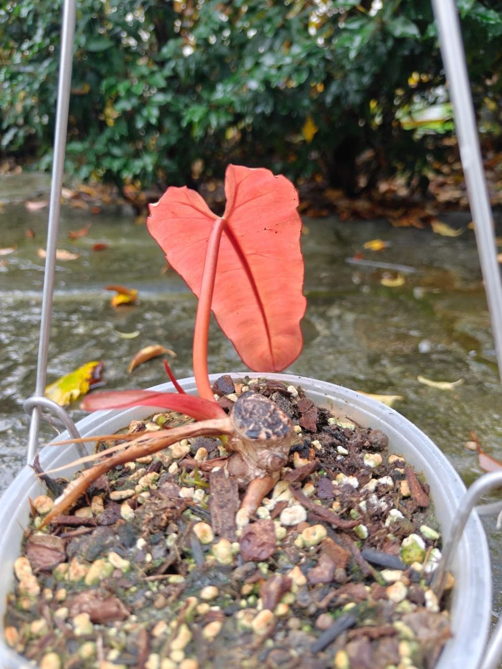 Plantes & graines: Philodendron billietiae  'Mint Grey Blue' – Neuf avec emballage d'origine à Kloten par pflanzenhilfe 1