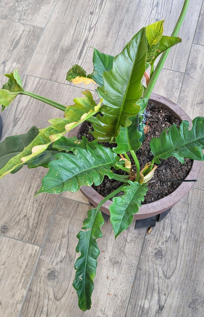 Piante & sementi: 2 im einem Philodendron ring of fire – Usato da islikon venduto da mir_8cbw 2