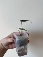 Alocasia Bambino baby plant