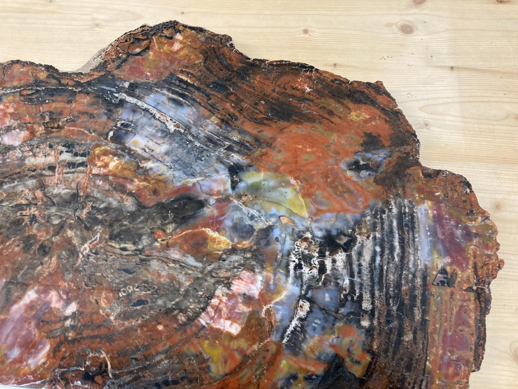 Mineralien & Heilsteine: WUNDERSCHÖNE VERSTEINERTE  HOLZ - SCHEIBE  27,25 KILO – Neu und originalverpackt aus Aesch ZH von LiquidAktion 2