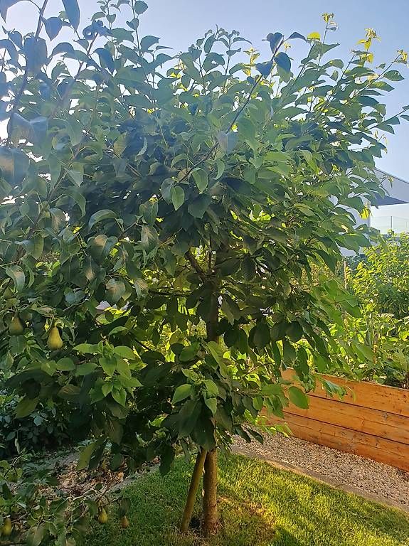 Pflanzen & Samen: Kirschbaum ca 2.50m – Gebraucht aus Nottwil von Volpe10