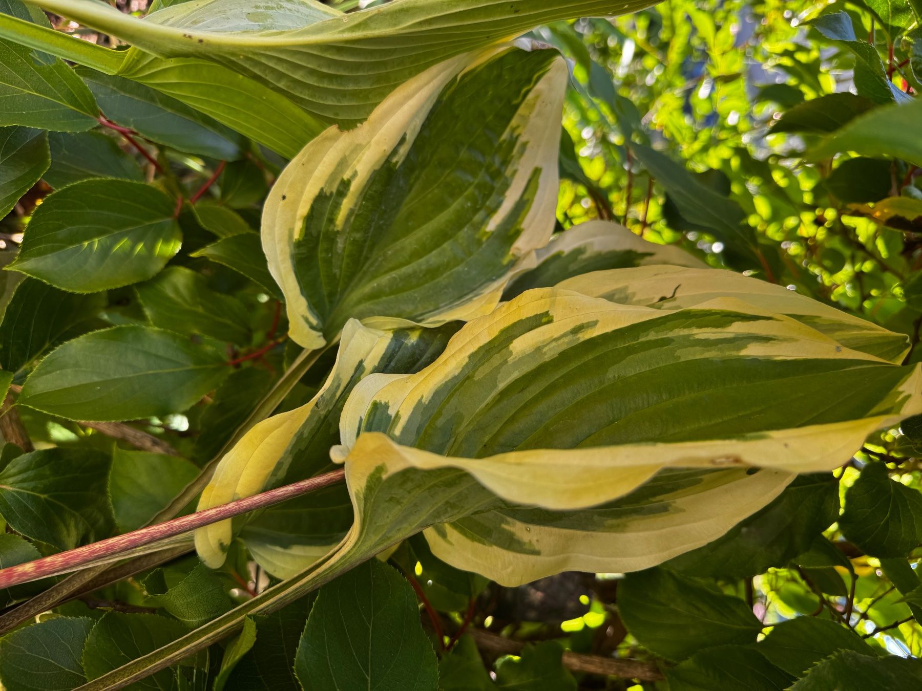 Pflanzen & Samen: Hosta delicious – Gebraucht aus Lajoux JU von Briard0