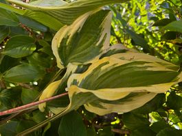 Hosta delicious