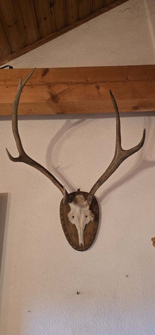 Tutte le decorazioni: Prächtiges Hirschgeweih. Ein Geweih als Wanddeko? – Usato da Zürich venduto da Nadon79