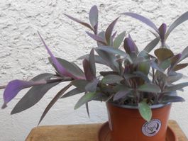 Mexikanische Dreimasterblume (Tradescantia pallida) Hängepfl