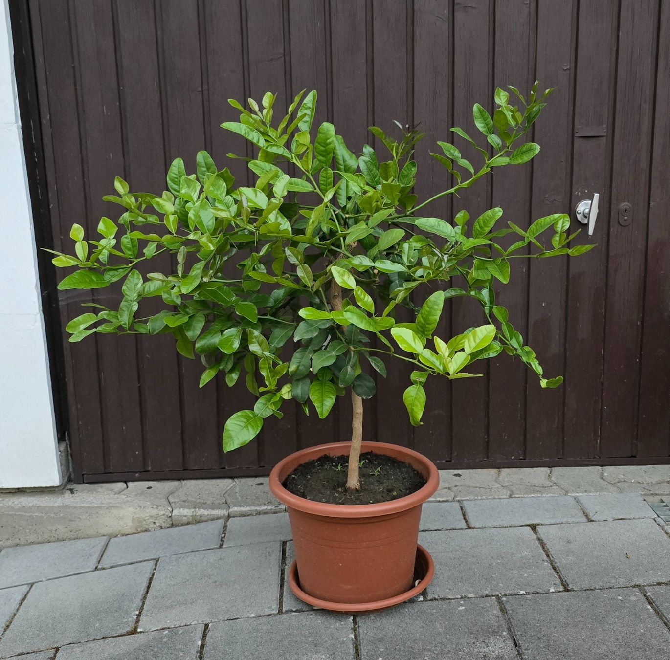 Piante & sementi: Schöne duftende Kaffir Limette – Usato da Aarburg venduto da popkorn65 1