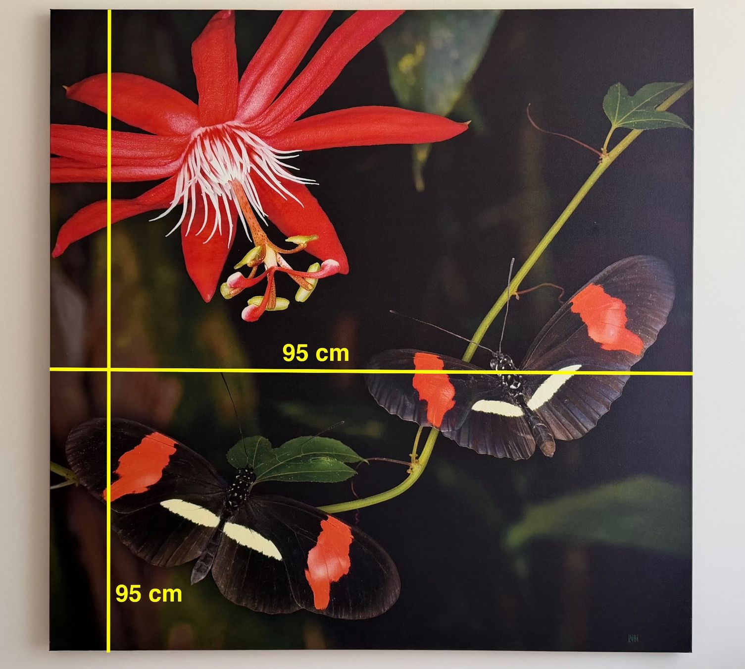 Foto & Immagini: Leinwandbild 95x95 , Passionsblumenfalter – Usato da Ermatingen venduto da Atropos57 1