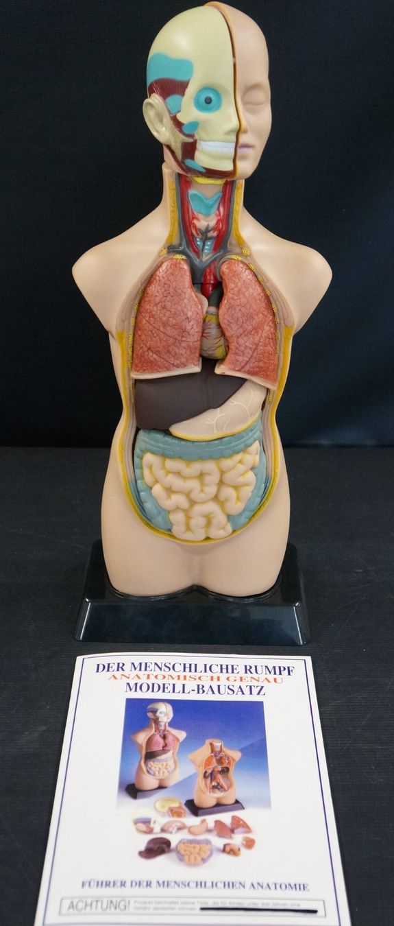 Kit di modellismo & Modellini statici: Anatomie Modell Torso (Rumpf) – Usato da Basel venduto da bk_brockibasel 1