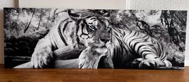 Bild Panel Tiger, 52x156 cm