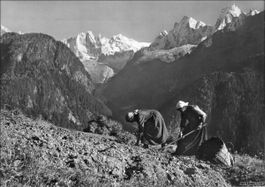 Soglio GR // Bäuerinnen Kartoffelernte 1952