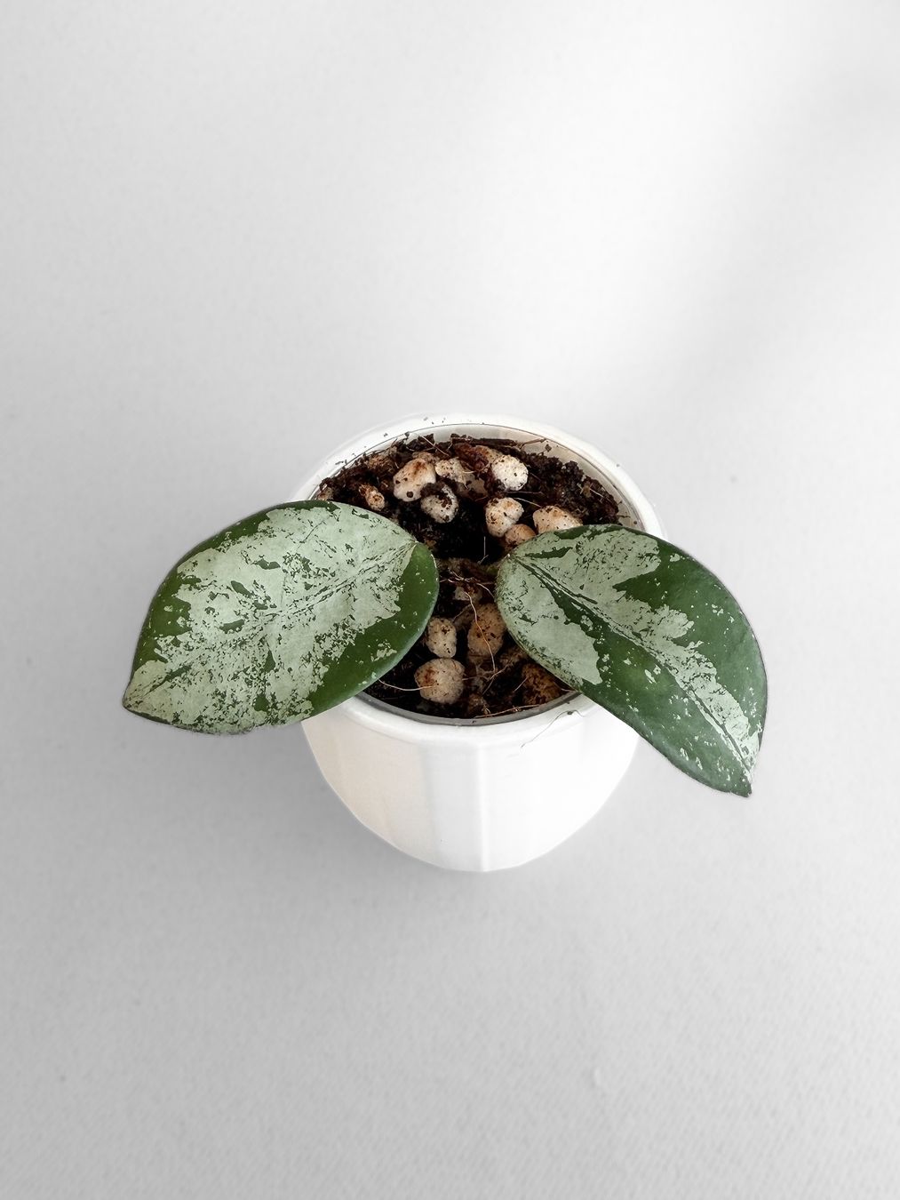 Pflanzen & Samen: Hoya Mathilde Splash – Neu (gemäss Beschreibung) aus Seuzach von animaplants