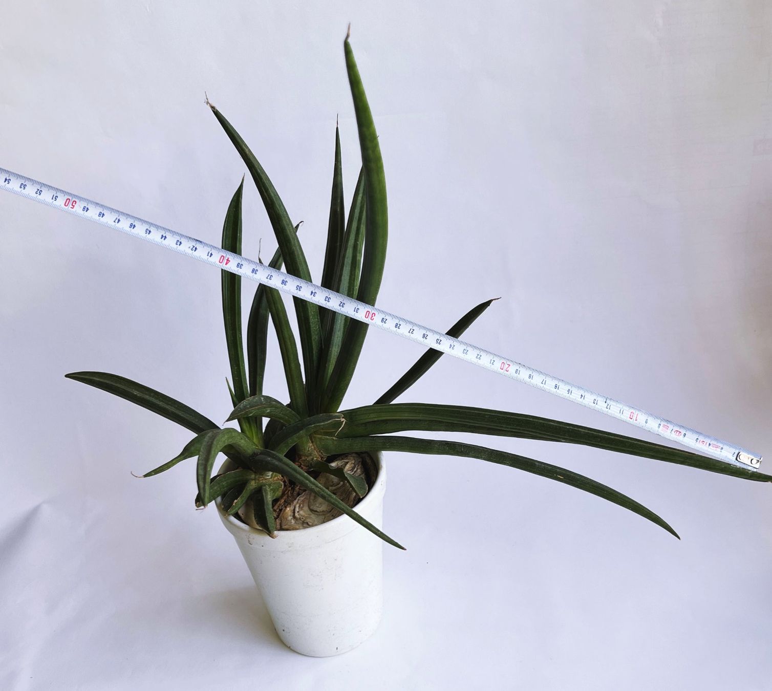 Piante & sementi: Sansevieria**Cylindrica***** – Nuovo (secondo la descrizione) da Dübendorf venduto da Orchid18 3
