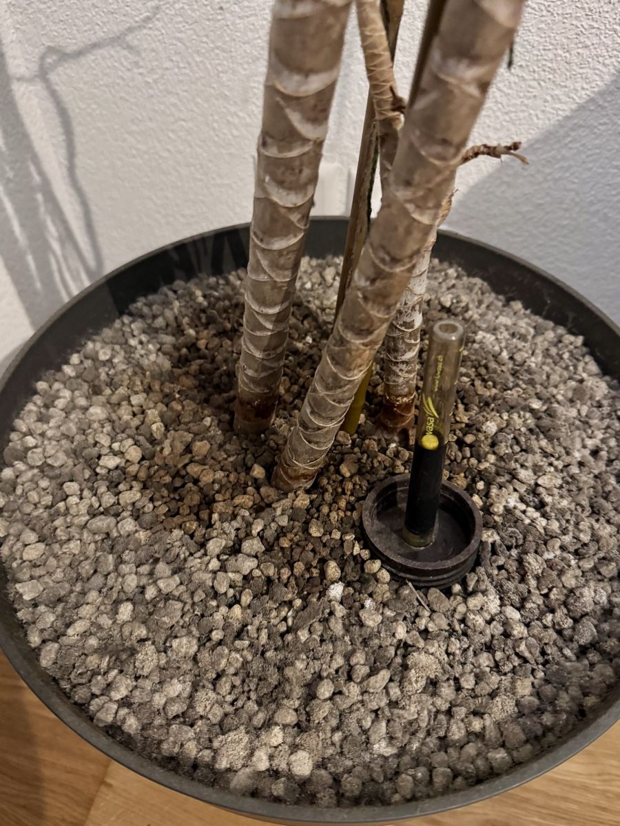 Pflanzen & Samen: Drachenbaum/Dracaena Marginata mit Topf – Neu und originalverpackt aus Niederwangen BE von Schatam 1