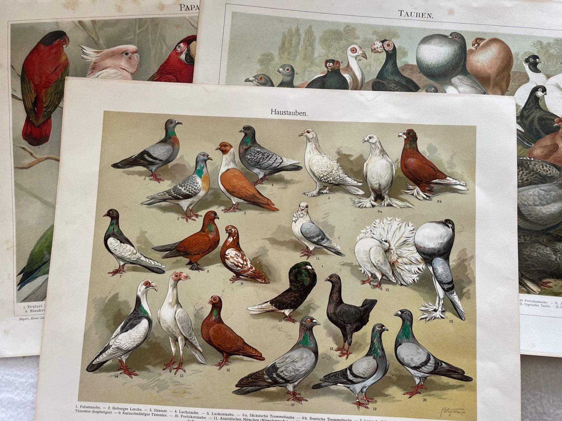 Libri: 3 Doppelseiten aus einem alten Buch mit Vogelillustrationen – Usato da Zürich venduto da aannnnaa48