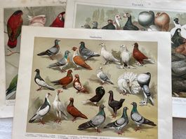 3 Doppelseiten aus einem alten Buch mit Vogelillustrationen