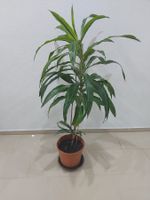 Pflanze Drachenbaum (Dracaena, mit Topf Höhe ca. 115cm