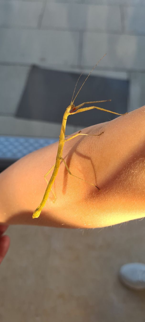 Mangimi: Stabheuschrecke Eier / Indian Stick insects Eggs – Nuovo (secondo la descrizione) da Oberhasli venduto da npyep 1