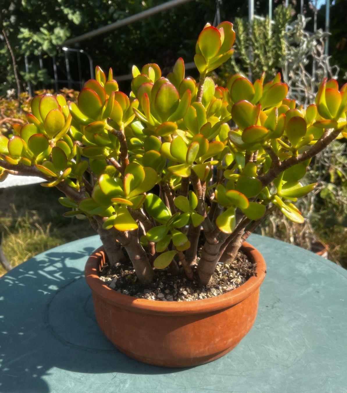 Plantes & graines: Dickblatt Crassula ovata – Neuf (Voir description) à Vinelz par Wellensittich55 3