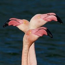 Profile image of Tannepeter68