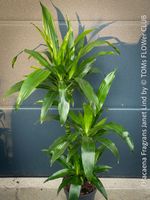 Dracaena Fragrans Janet Lind - Premium Zimmerpflanze