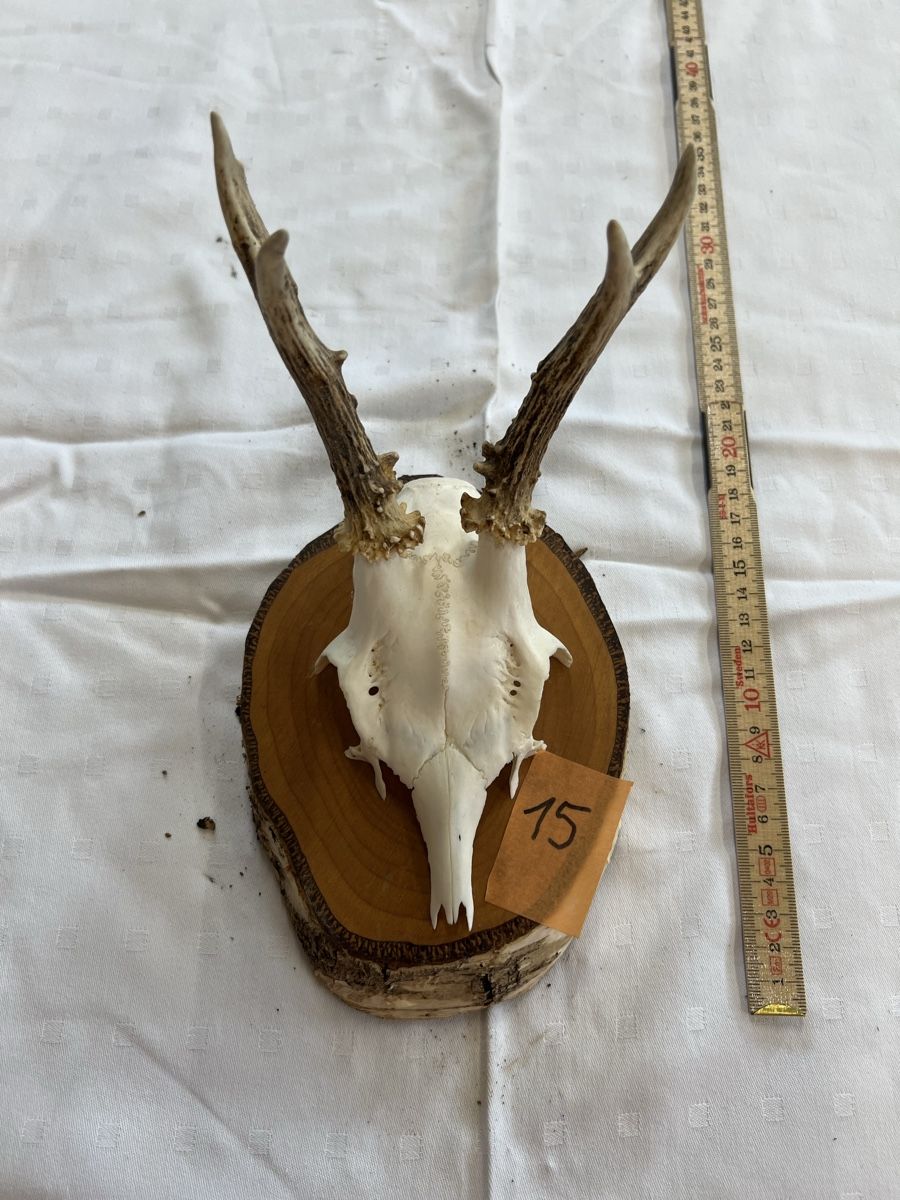 Il mondo degli animali: Gehörn eines Rehbocks – Usato da Euthal venduto da ruckzuckrohrfrei