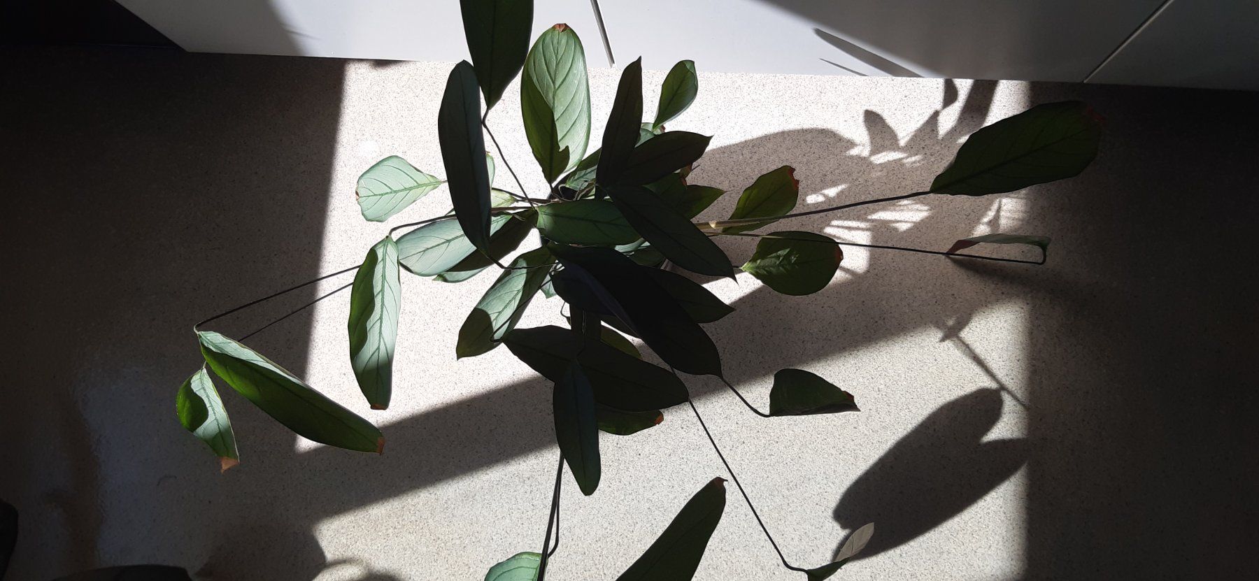 Piante & sementi: Schöne Calathea – Usato da Emmenbrücke venduto da Aya
