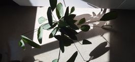 Schöne Calathea