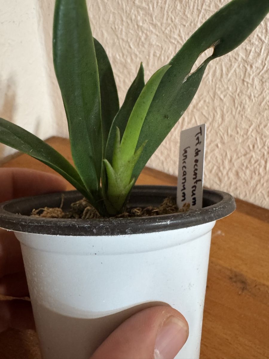 Pflanzen & Samen: Trichocentrum lanceanum – Gebraucht aus Männedorf von mrclst 2