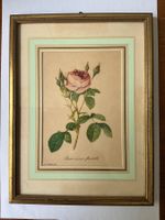 Rosier mousseux à fleurs doubles Rosen Redouté